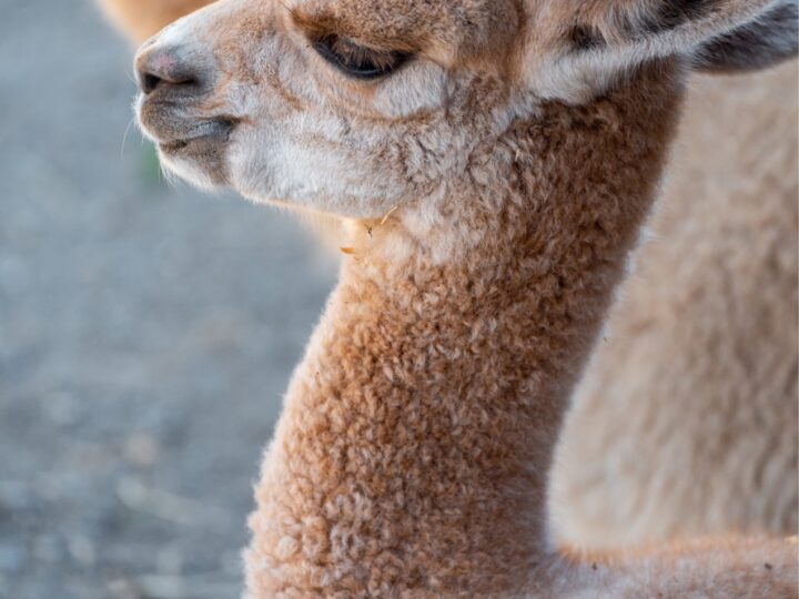 Wełna alpaki czy wełna baby alpaca?